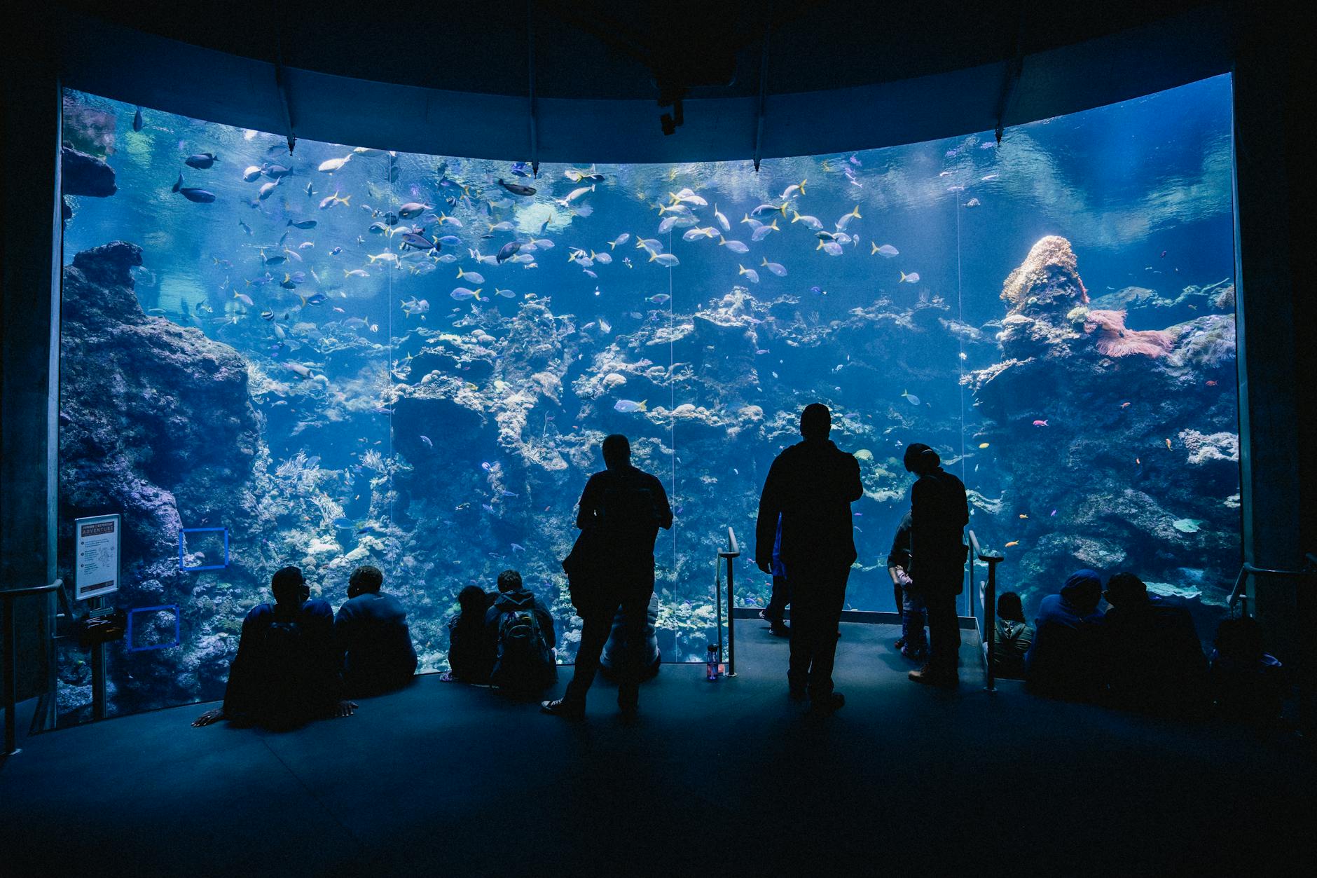 group of tourists watching sea life