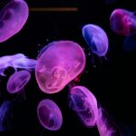 purple jellyfish in water in close up shot