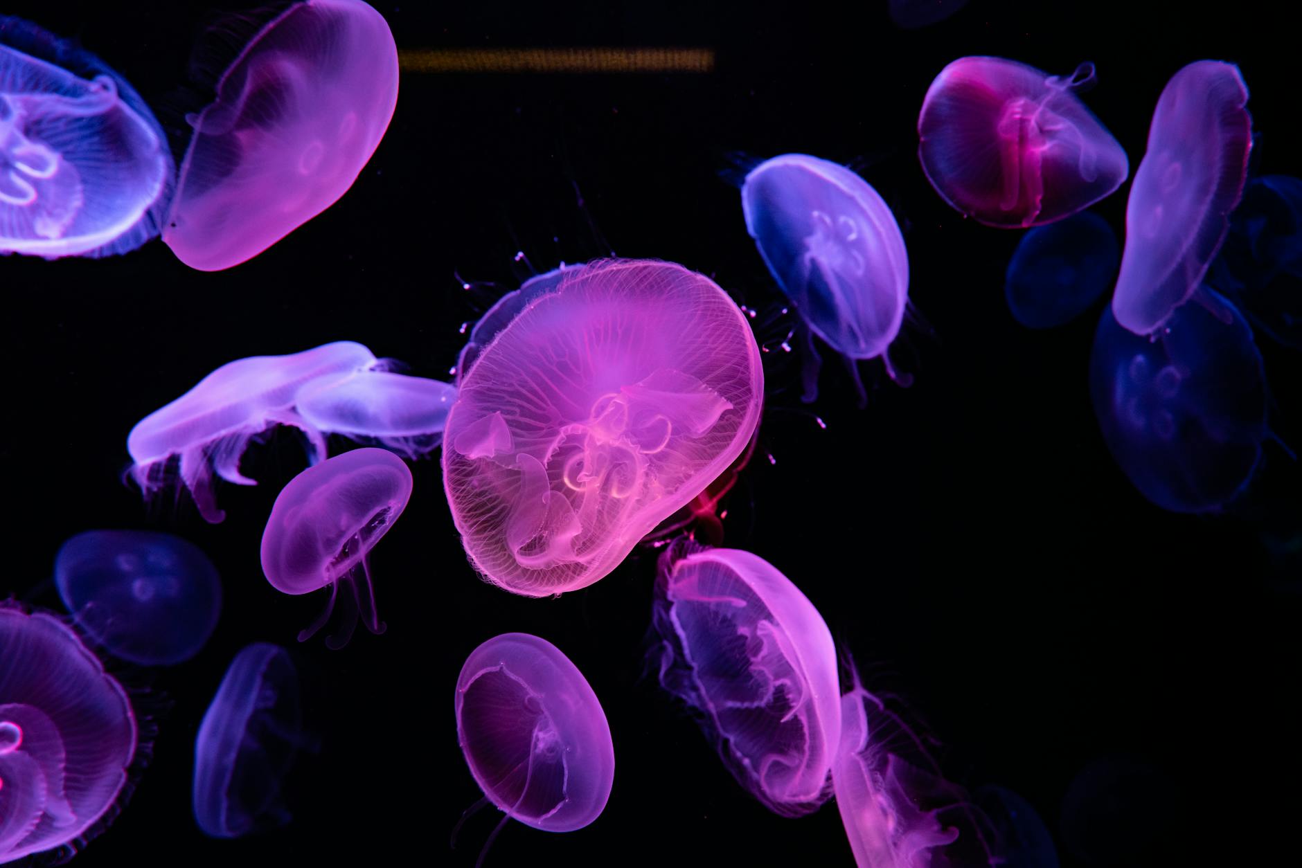 purple jellyfish in water in close up shot