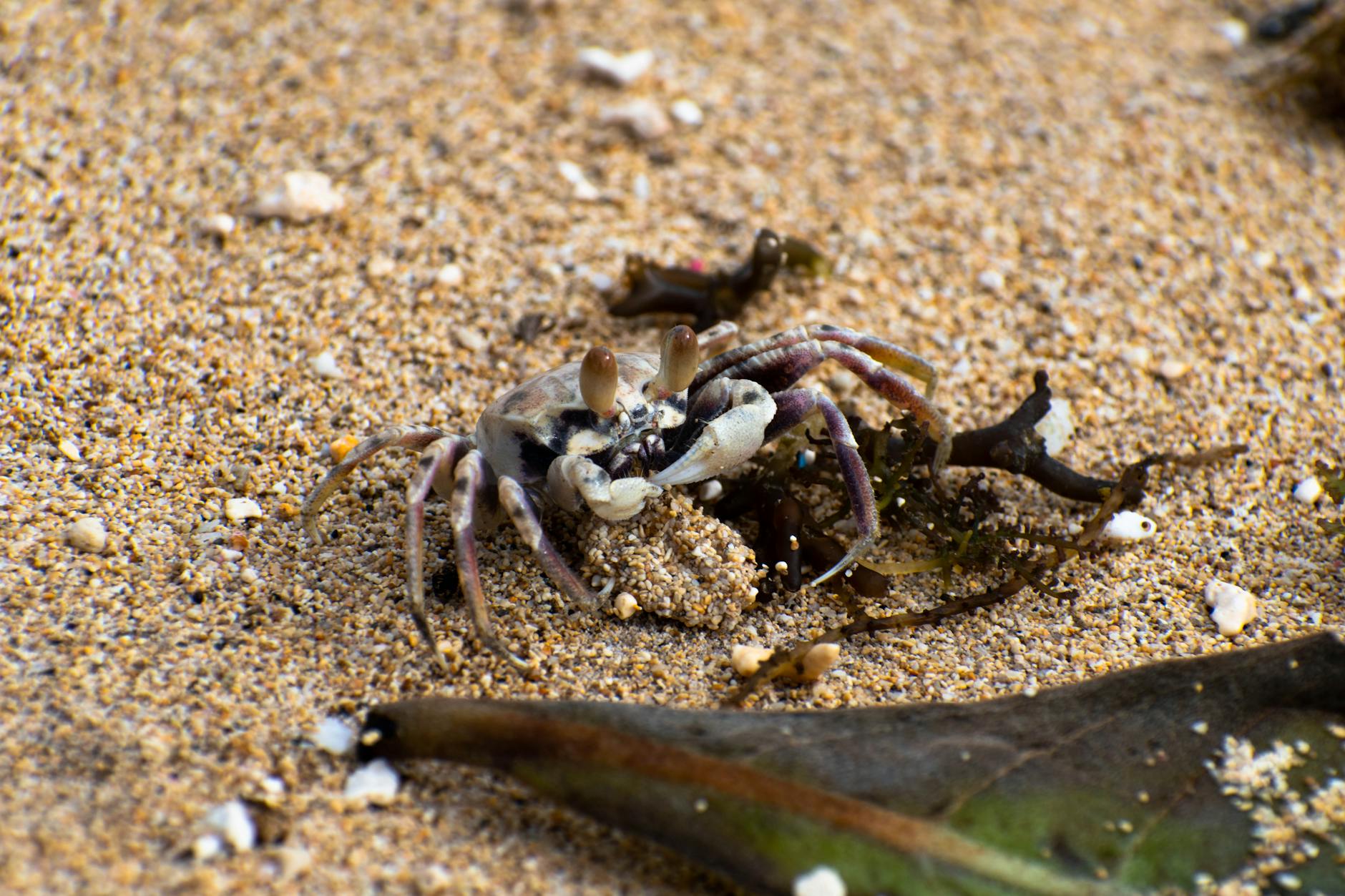 close up of a sand crab on a beach